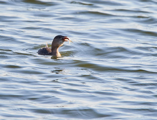 Great cormorant eating a fish
