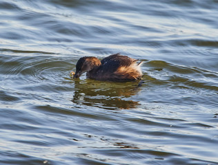 Little grebe on water