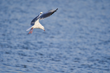 Fototapeta na wymiar Black seagull fishing