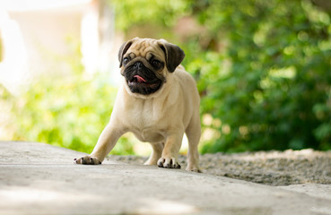 Obraz premium puppy pug outdoors, in the park