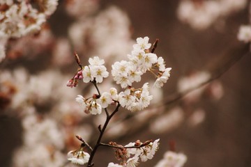 sakura