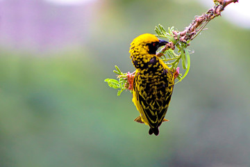 Southern Masked Weaver Building a Nest