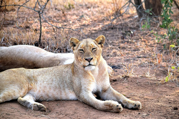 Sleepy lioness early in the day in Chobe National Park