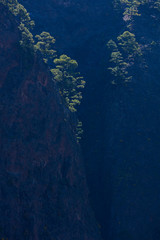 Roques, Fog and Canary Island pine forest, La Cumbrecita, Caldera de Taburiente National Park, Island of La Palma, Canary Islands, Spain, Europe