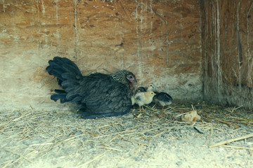 A group of small cute chicks walks in the henhouse. Close up of colorful few days old chickens with their mother in a chicken coop. Poultry farming