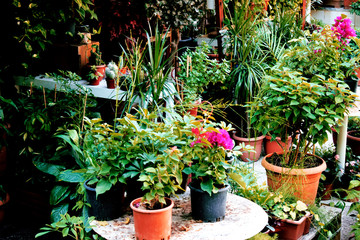 Fototapeta na wymiar Colorful flowers in pots. Home greenhouse, gardening.