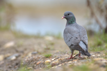 Hohltaube Columba oenas