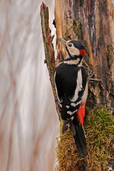 Blutspecht Dendrocopos syriacus