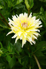 Yellow dahlia garden flower on a sunny day.