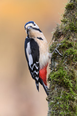 Blutspecht Dendrocopos syriacus