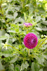 Purple dahlia garden flower on a sunny summer day.