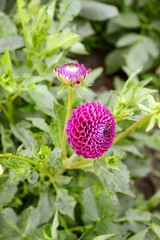 Purple dahlia garden flower on a sunny summer day.