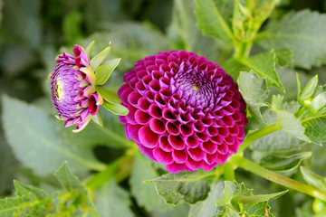 Garden dahlia flower of purple color on a sunny summer day close-up.