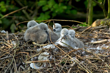 Obraz premium Höckerschwan Cygnus olor