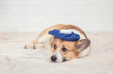portrait of a cute sick puppy red dog Corgi is lying on a white blanket with a hot water bottle on his head and sad eyes