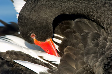 Trauerschwan Cygnus atratus