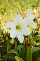 Fototapeta premium Garden amaryllis flower of white color on a summer day among greenery close-up.