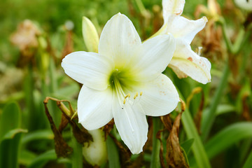 Fototapeta premium Garden amaryllis flower of white color on a summer day among greenery close-up.