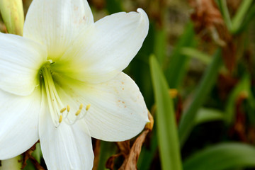 Fototapeta premium Garden amaryllis flower of white color on a summer day among greenery close-up.