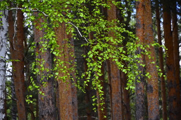 Trunks of trees in a dense forest. Spring forest close-up.
