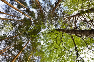 Fototapeta na wymiar Crown of trees, view from the bottom. Forest with different species of trees.