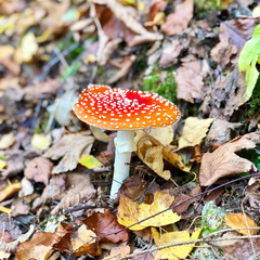 fly agaric mushroom in the forest