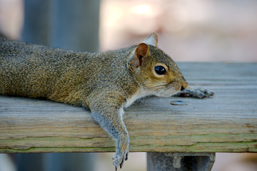 Grauhörnchen in Florida