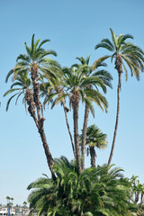 Palm trees growing in San Diego