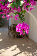 Beautiful sunlit branch of blooming bougainvillea on a blurred background of a cozy patio