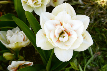 Fototapeta na wymiar Garden amaryllis flower of white color on a summer day close-up.