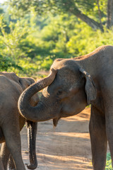 Herds of Elephants in the Udawalawe National Park on Sri Lanka.