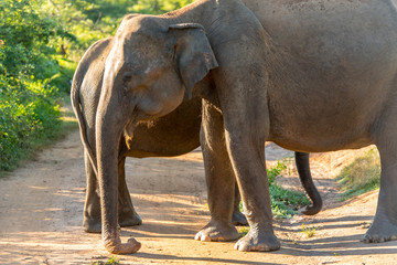 Herds of Elephants in the Udawalawe National Park on Sri Lanka.