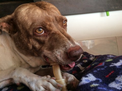 White Brown Dog With Ferocious And Aggressive Style.