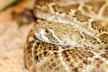 close up of a rattlesnake