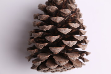 pine pinecone in color background