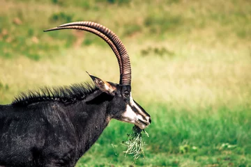 Fotobehang Sable Antelope © Tamarind