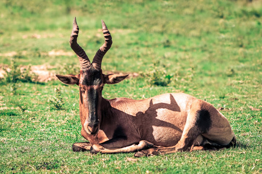 A common tsessebe