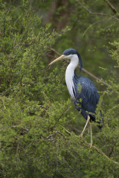 Elsterreiher Egretta picata