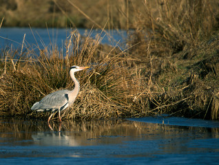 Graureiher Ardea cinerea