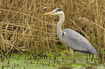 Graureiher Ardea cinerea