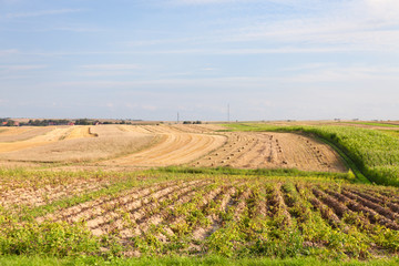 Harvest time. Potato fields, cut cereals. Stacked bundles. Rural landscape.