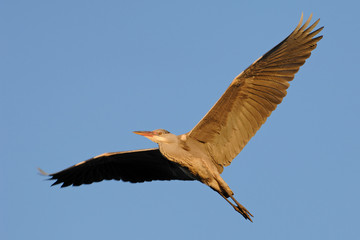 Graureiher Ardea cinerea