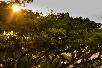 Sun behind a tree at sunset