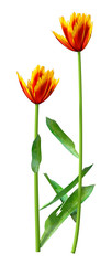 3D Rendering Tulip Flowers on White