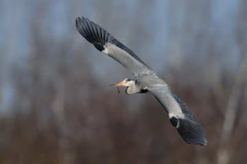 Graureiher Ardea cinerea