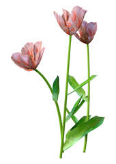 3D Rendering Tulip Flowers on White