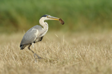 Graureiher Ardea cinerea
