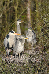 Graureiher Ardea cinerea