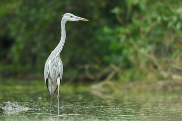 Graureiher Ardea cinerea