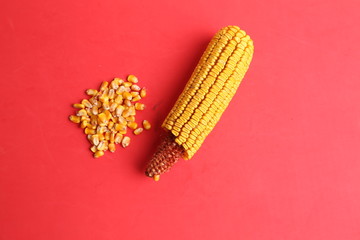 yellow corn in color background